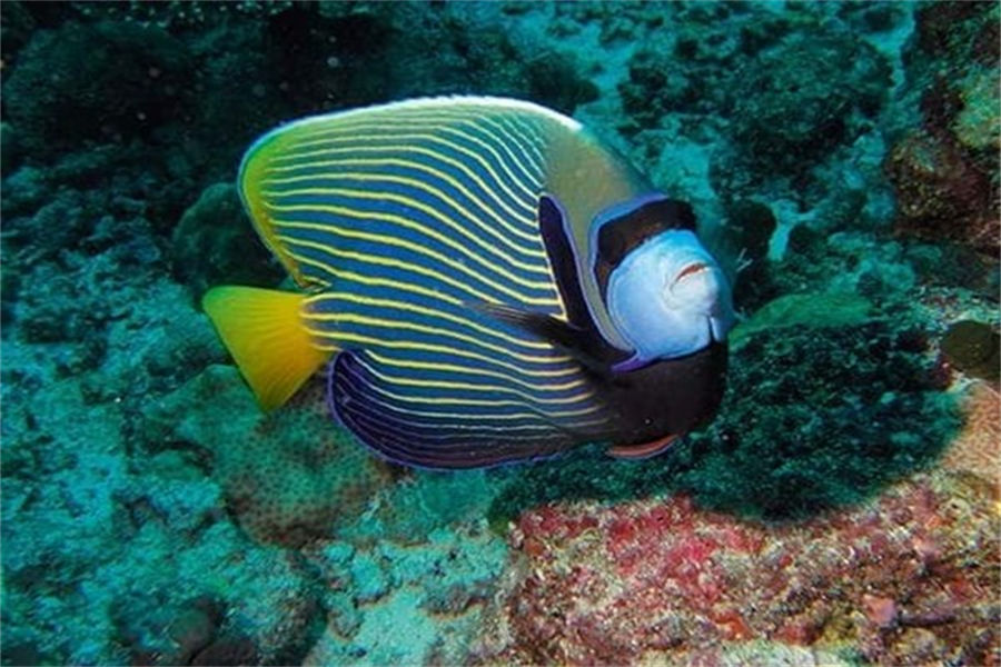 魔富士 - 潜水图片3 - Constance Moofushi Resort Maldives Diving Photo 3