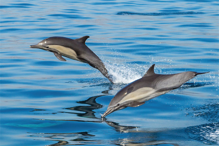 希娜蒙哈库拉 - 出海巡航图片1 - Cinnamon Hakuraa Huraa Maldives Dolphin Safari Photo 1