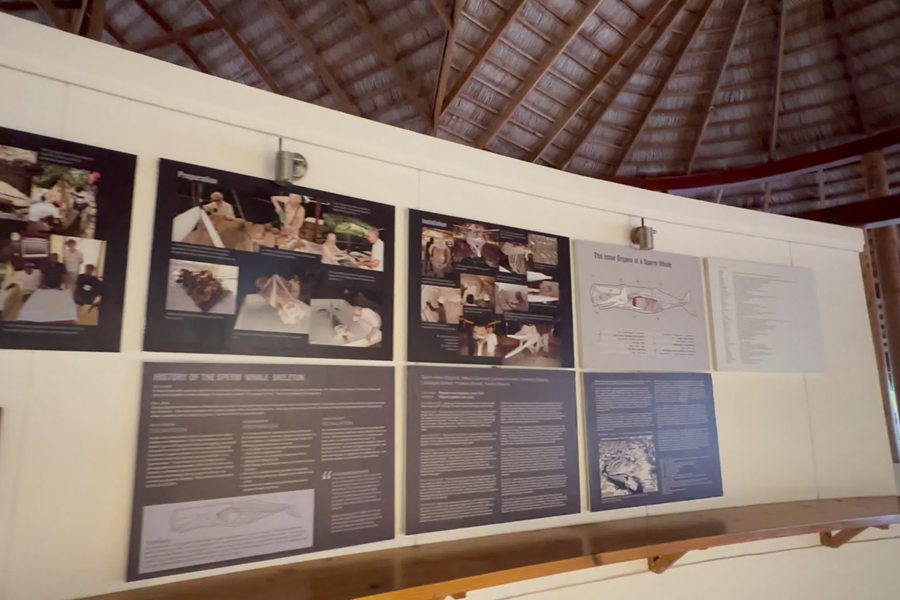 库拉玛蒂 - 博物馆图片2 - Kuramathi Resort Maldives The Museum Photo 2