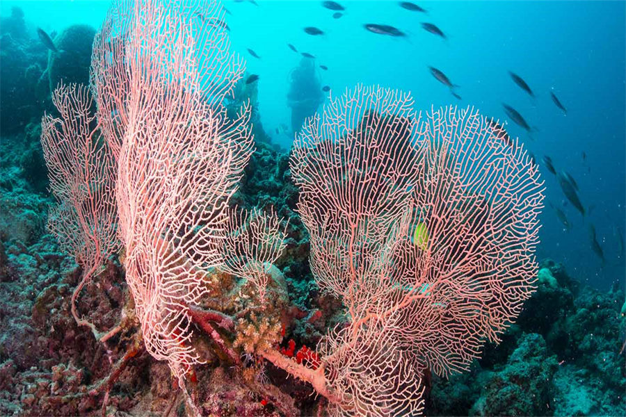 米莱度 - 成为海洋生物学家图片2 - Milaidhoo Island Maldives Marine Biologist Photo 2