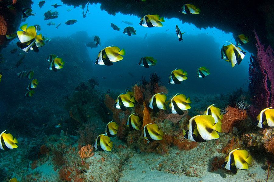 钻石泰达芙士 - 潜水中心图片4 - Diamonds Thudufushi Beach&Water Villas DIVING CENTER Photo 4