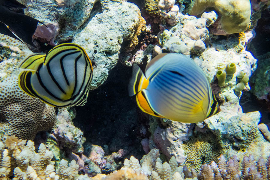 隐居岛 - 潜水图片2 - Drift Thelu Veliga Retreat Maldives Dive Photo 2