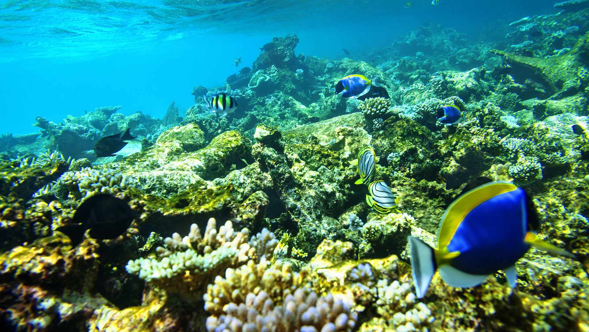 鲁滨逊度假村图片5 - Robinson Club Maldives Resort Photo 5