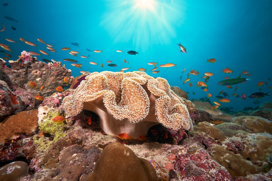 科拉科拉 - 水上中心和潜水图片3 - Coracora Maldives Water World Photo 3