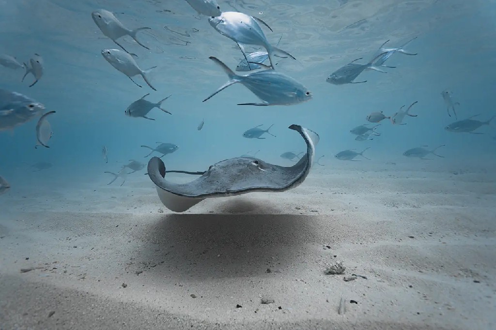 美雅富士 - 水上活动图片3 - Meyyafushi Maldives Water Activities Photo 3