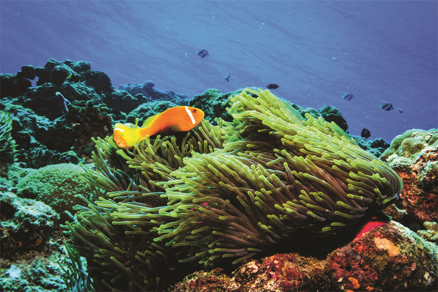 奥静圣吉利 - 潜水图片1 - OBLU SELECT SanGeli Diving Photo 1