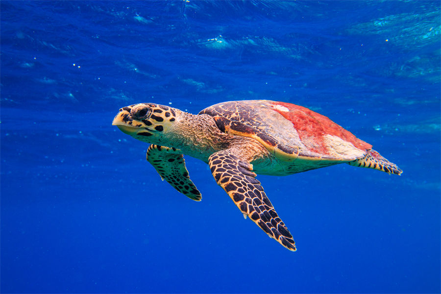 奥露哈林吉利 - 潜水图片3 - OBLU NATURE HelenGeli Diving Photo 3