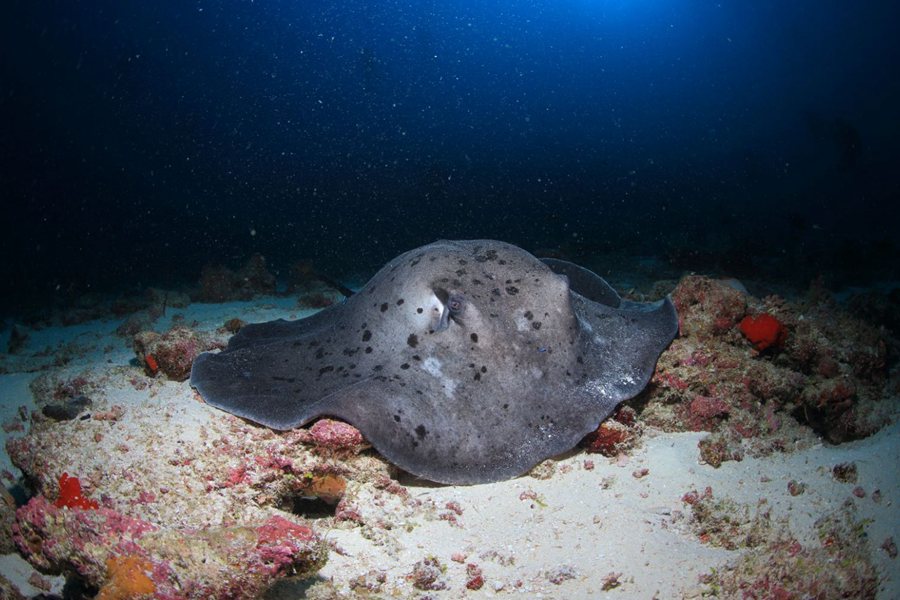 诺库 - 潜水图片4 - Noku Maldives Diving and Snorkeling Photo 4
