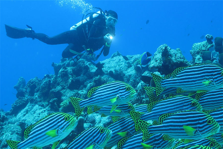 密度帕茹 - 潜水图片1 - Adaaran Select Meedhupparu Maldives Diving Photo 1