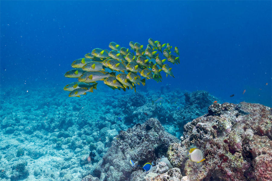绚丽 - 潜水图片3 - Adaaran Club Rannalhi    Diving Photo 3