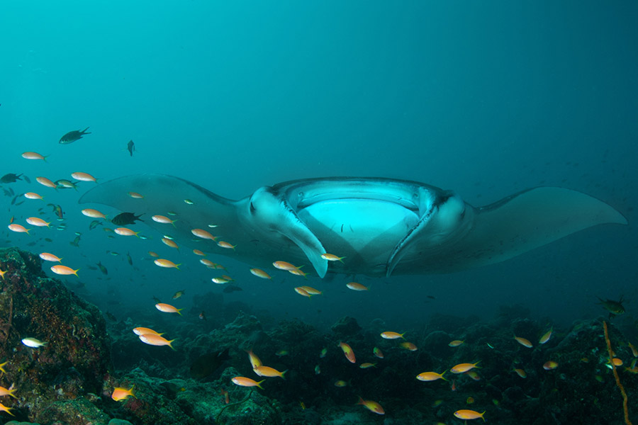 钻石泰达芙士 - 潜水中心图片1 - Diamonds Thudufushi Beach&Water Villas DIVING CENTER Photo 1