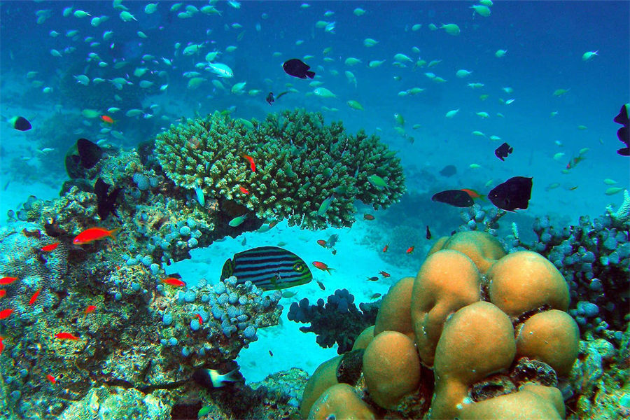 维拉沙鲁 - 潜水及水上运动图片1 - Velassaru Maldives Resort Diving and Water Sports Photo 1