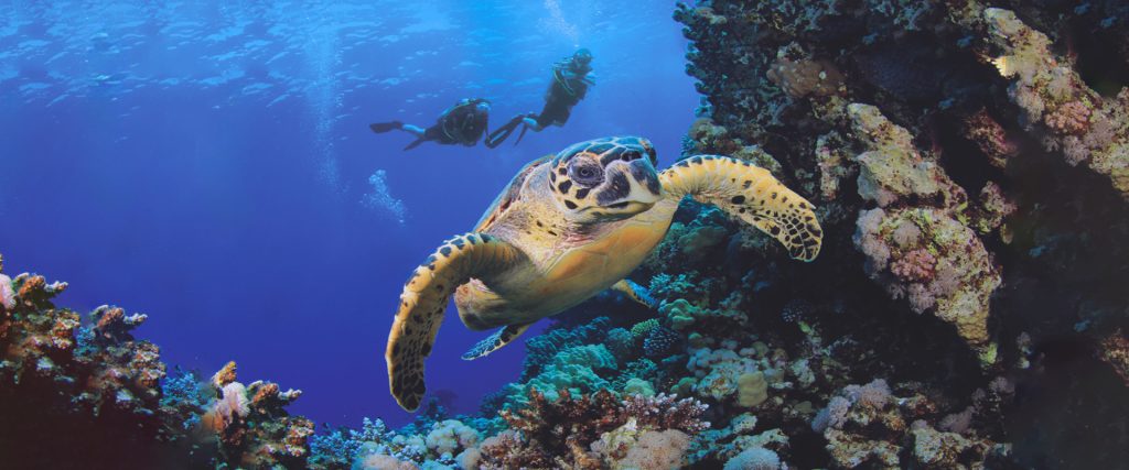 维利甘度 - 浮潜＆潜水图片1 -  Veligandu lsland Resort Snorkeling＆Scuba Diving Photo 1