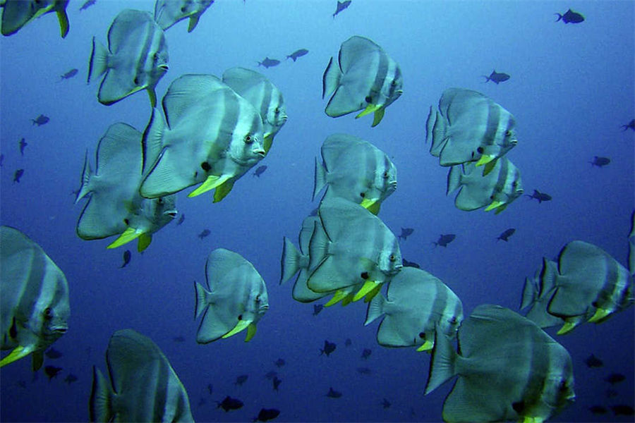 安嘎嘎岛 - 潜水及水上运动图片4 - Angaga Island Resort Diving and Water Sports Photo 4