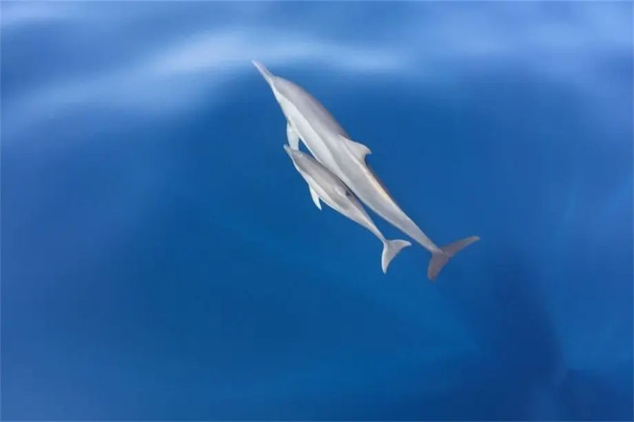 瓦宾法鲁 - 潜水中心图片2 - Banyan Tree Vabbinfaru Diving Center Photo 2