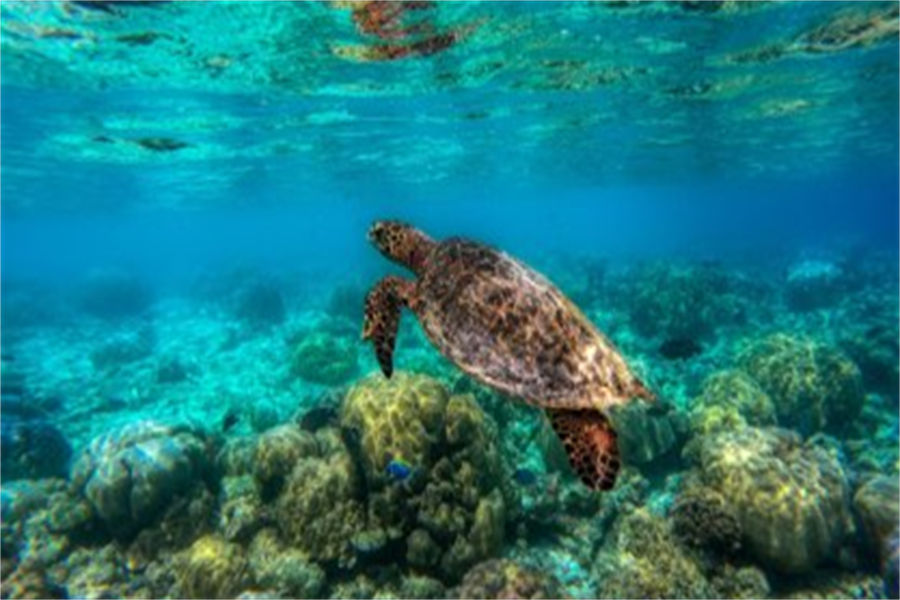 希娜蒙埃拉胡 - 潜水图片3 - Cinnamon Ellaidhoo Maldives Diving Photo 3