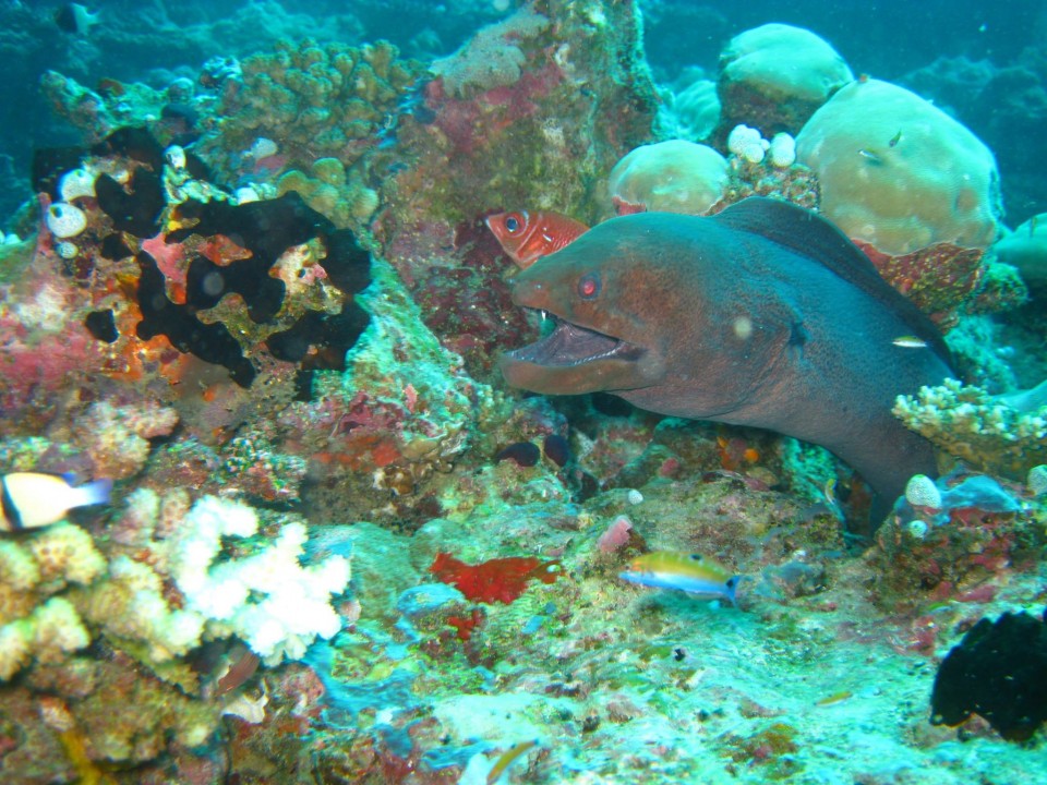 艾瑞雅度度假村图片9 - Eriyadu Maldives Resort Photo 9