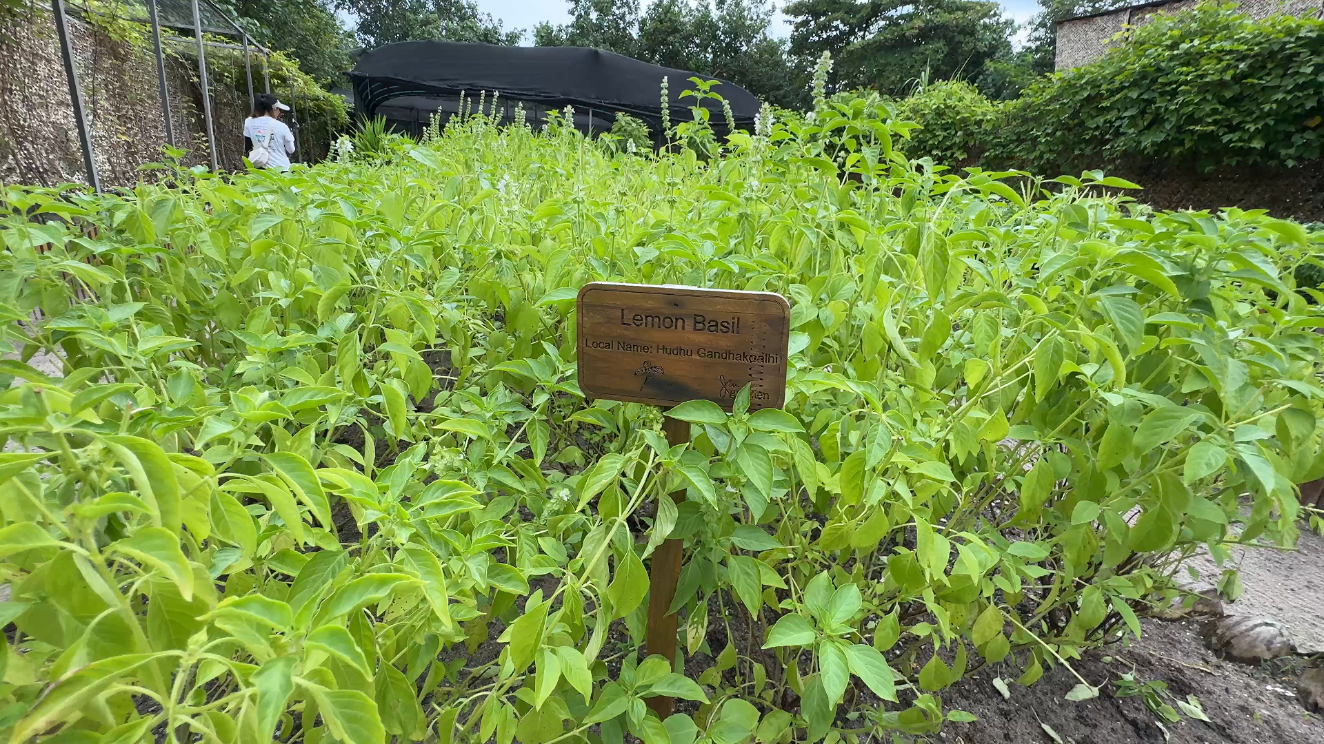JW万豪 - 菜园图片3 -  JW Marriott Maldives Resort & Spa garden Photo 3