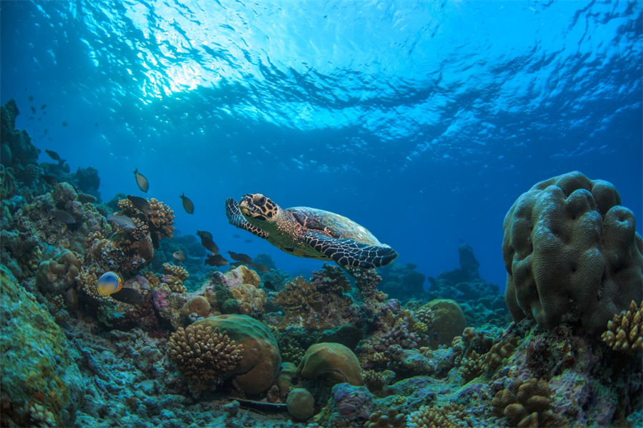 马蒂富士私人岛 - 水上活动中心图片1 - Madifushi Private Island Funaqua Photo 1