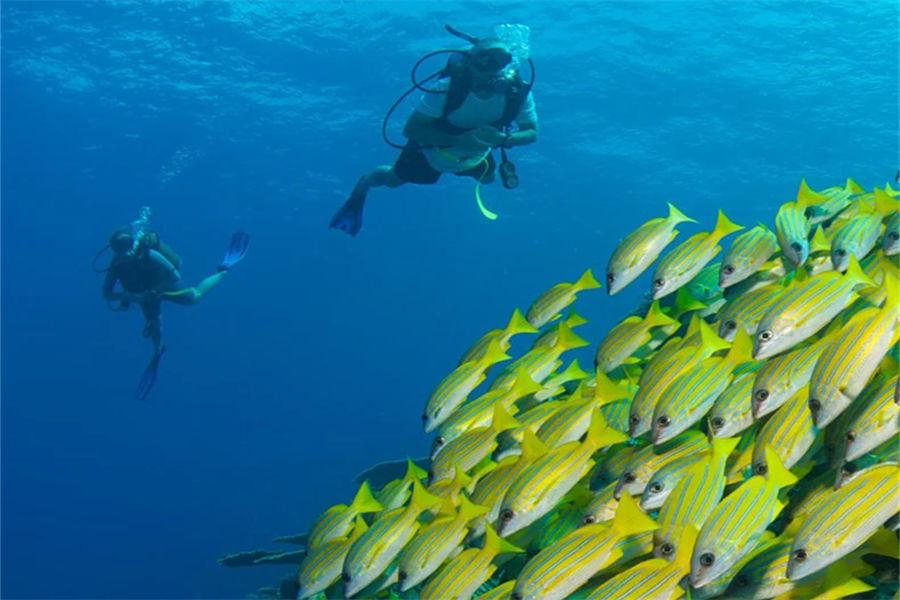 六善拉姆 - 潜水中心图片2 - Six Senses Latitude Laamu Diving Photo 2