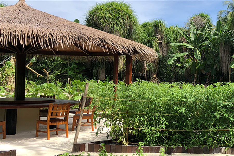 瑞喜敦D - 有机菜园图片1 -  The Residence Maldives at Dhigurah Earth Basket Photo 1