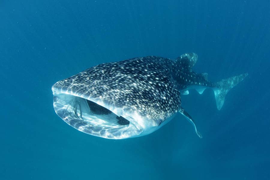南丽世 - 潜水图片2 - LUX* South Ari Atoll,Maldives Diving Photo 2