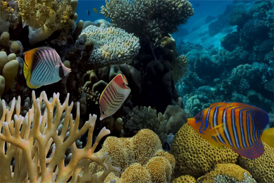 希娜蒙埃拉胡 - 潜水图片1 - Cinnamon Ellaidhoo Maldives Diving Photo 1