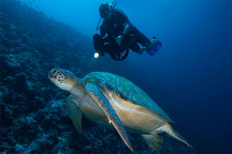 芙拉瓦丽 - 潜水图片3 - Hurawalhi Maldives Diving Photo 3