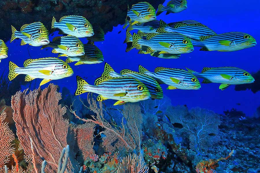 蜜莉喜岛 - 浮潜图片4 - Mirihi Island Resort Diving Photo 4