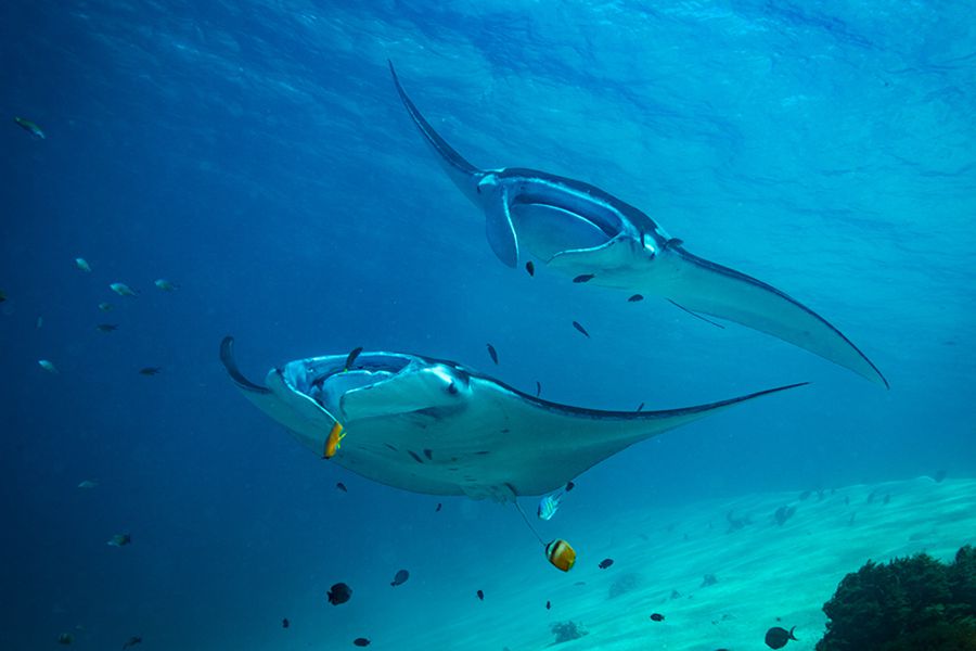 都喜天阙 - 水上活动和潜水图片3 - Dusit Thani Maldives Ocean Dive Centre Photo 3