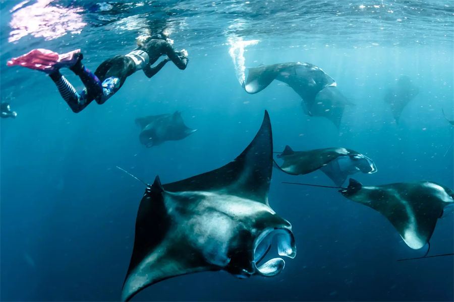 芙拉瓦希 - 潜水中心和水上运动图片1 - The Standard，Huruvalhi Maldives Diving & Water Sports Photo 1