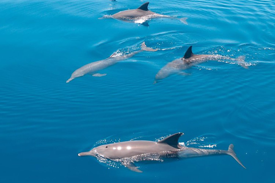 隐居岛 -  活动和短途旅行图片1 - Drift Thelu Veliga Retreat Maldives ACTIVITIES & EXCURSIONS Photo 1