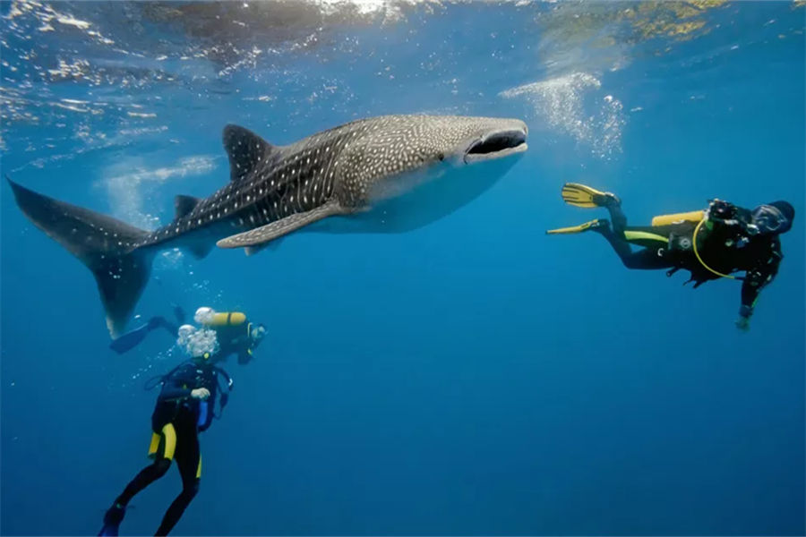 安纳塔拉笛古 - 潜水图片2 - Anantara Dhigu Resort & Spa Diving Photo 2