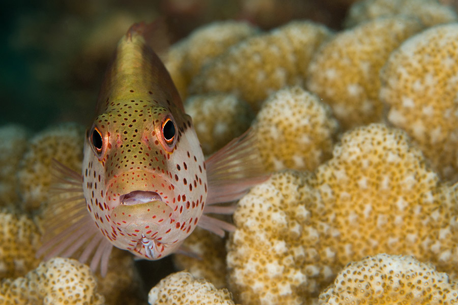 钻石泰达芙士 - 潜水中心图片2 - Diamonds Thudufushi Beach&Water Villas DIVING CENTER Photo 2