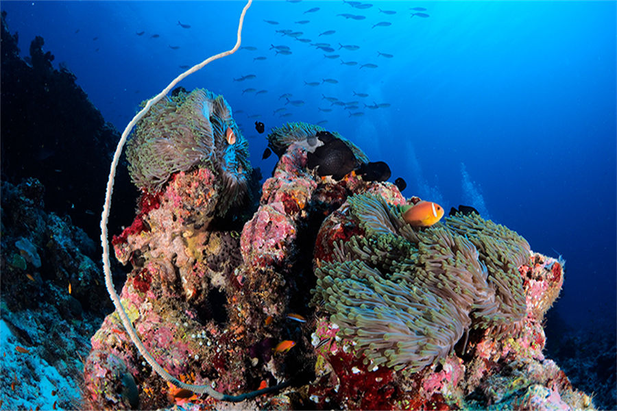维拉蔓豪 - 潜水图片2 - Vilamendhoo Island Resort  Dive Centre Photo 2