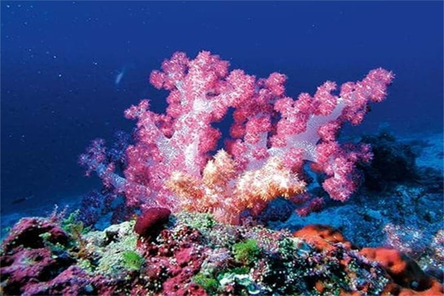 魔富士 - 潜水图片1 - Constance Moofushi Resort Maldives Diving Photo 1