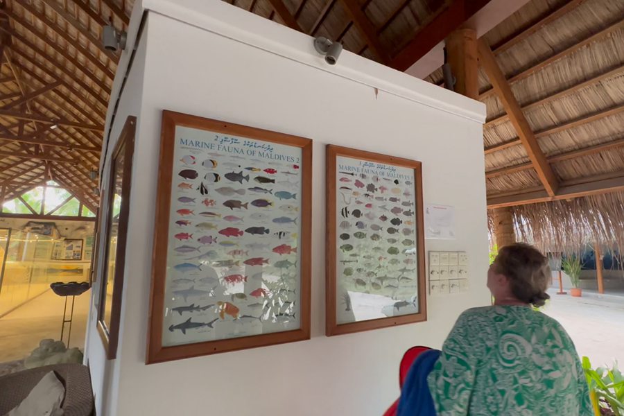 库拉玛蒂 - 博物馆图片3 - Kuramathi Resort Maldives The Museum Photo 3