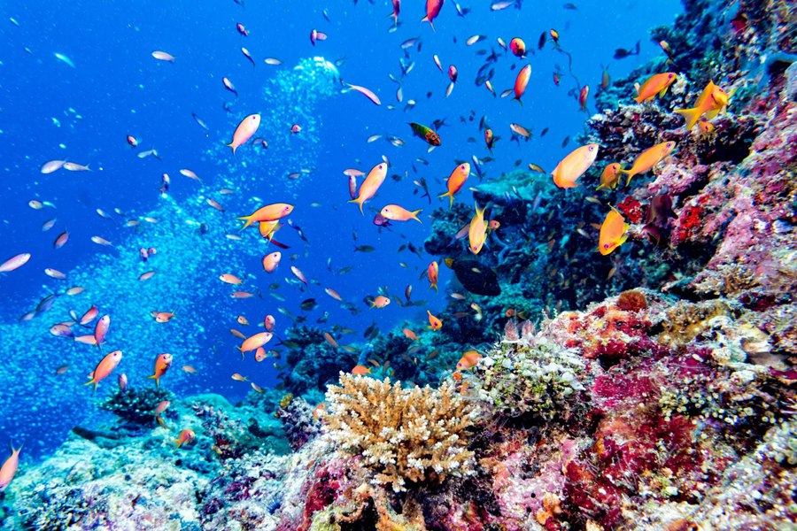 阿丽拉活动项目 - 潜水 - Alila Kothaifaru Maldives Activities