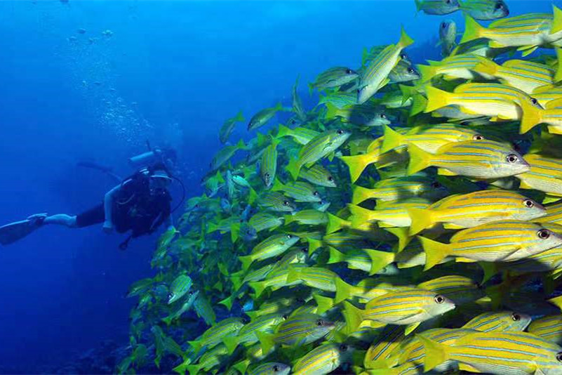 迪加尼 - 潜水和水上运动图片2 - Dhigali Maldives  Photo 2
