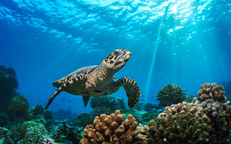 巴廖尼 - 浮潜&水上运动图片2 - Baglioni Resort Maldives Diving&Water Sports Photo 2
