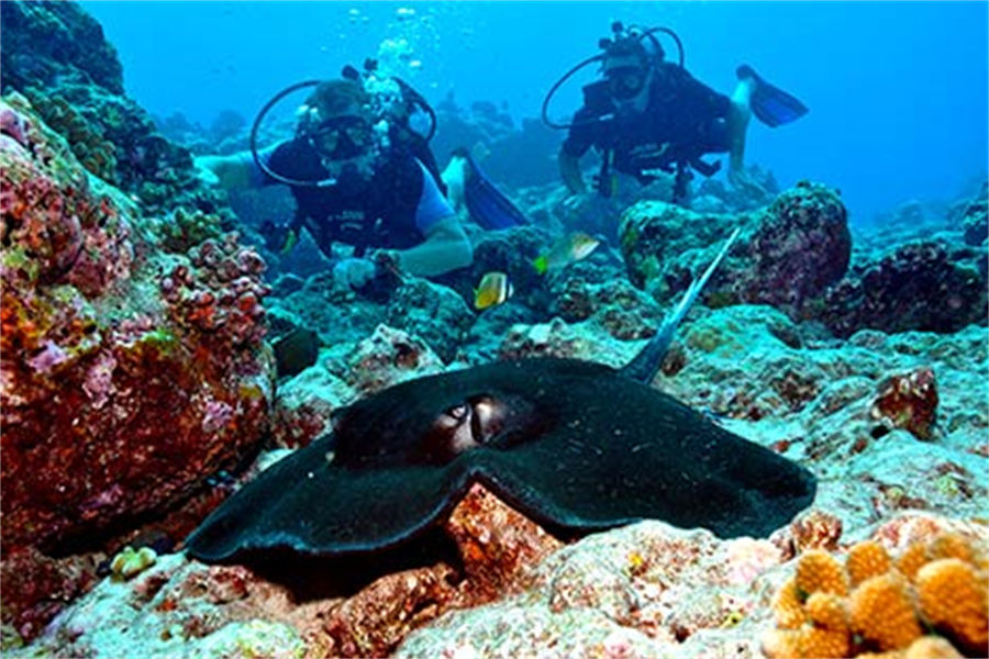 康杜玛 - 潜水图片4 - Holiday Inn Resort Kandooma Maldives  Diving Photo 4
