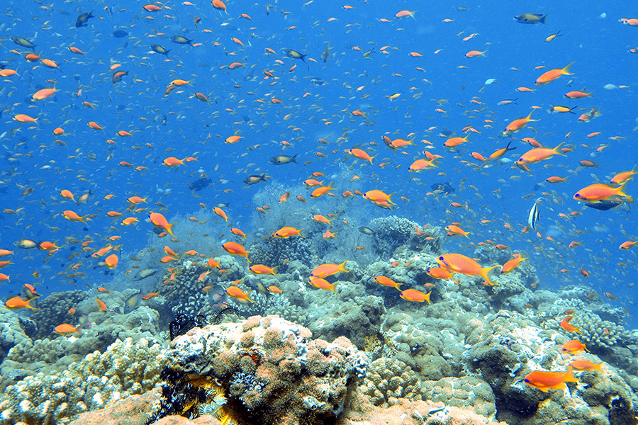钻石泰达芙士 - 潜水中心图片3 - Diamonds Thudufushi Beach&Water Villas DIVING CENTER Photo 3