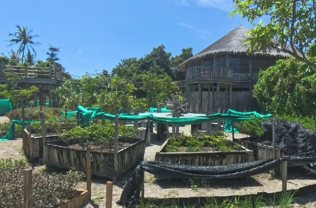 六善拉姆 - 六善菜园图片1 - Six Senses Latitude Laamu Vegetable Garden Photo 1