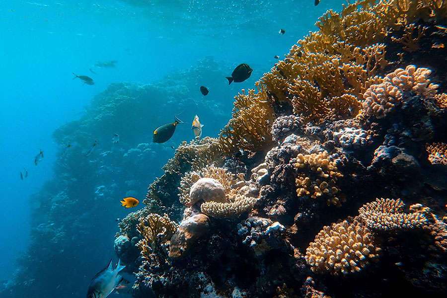 诺蒂卡岛（天堂岛） - 浮潜图片1 - Villa Nautica, Paradise Island Diving Photo 1