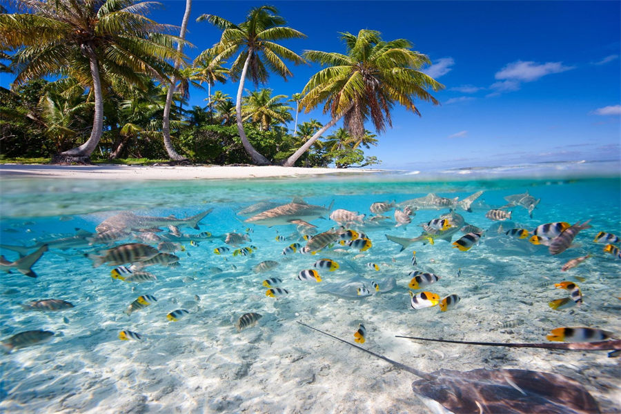 阿雅达 - 潜水和水上运动图片1 - Ayada Maldives Diving & Water Sports Photo 1