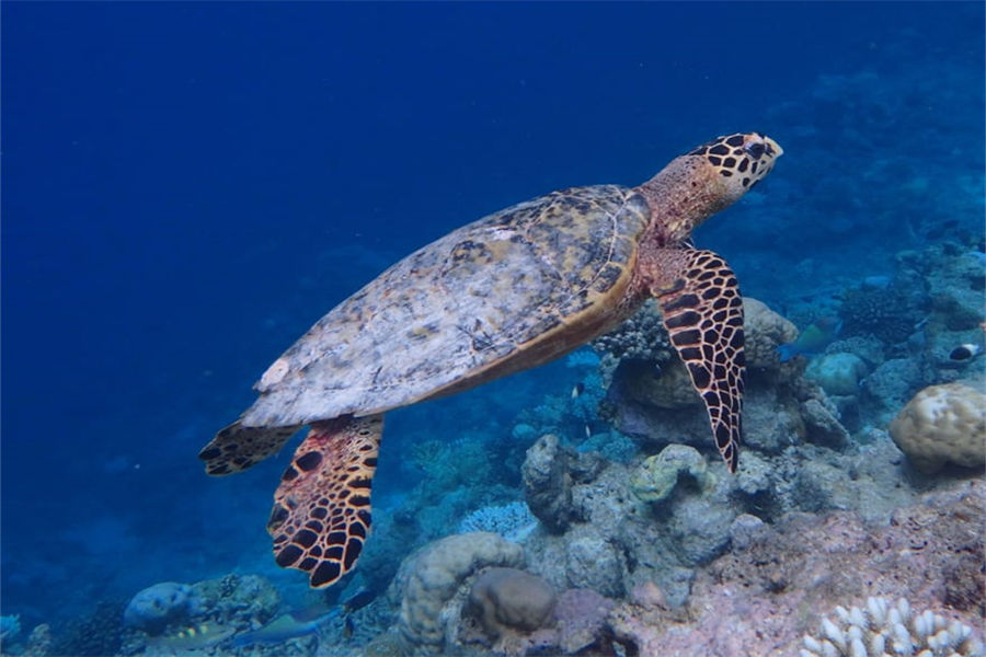 港丽 - 潜水图片1 - Conrad Maldives Rangali lsland Diving Photo 1