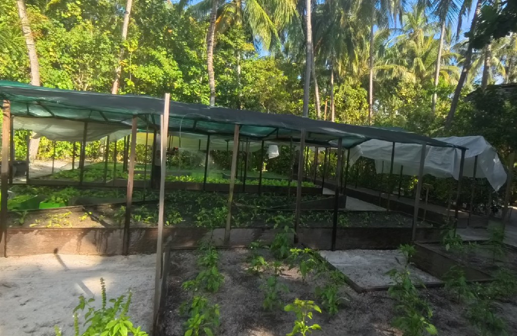 瑞吉 - 菜园图片1 - The St. Regis Maldives Vommuli Resort Vegetable Garden Photo 1