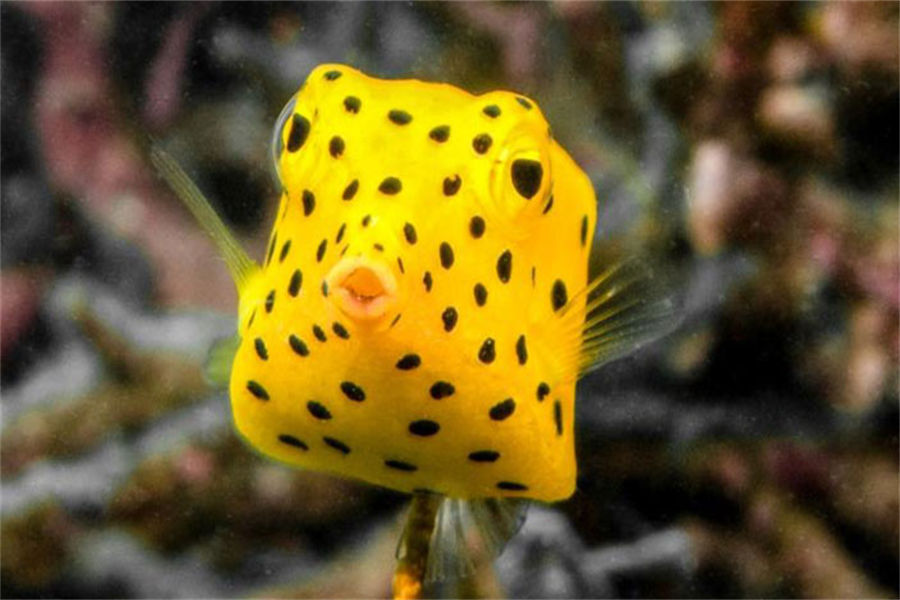 蓝色美人蕉 - 潜水图片3 - Thulhagiri Island Resort  Diving Photo 3