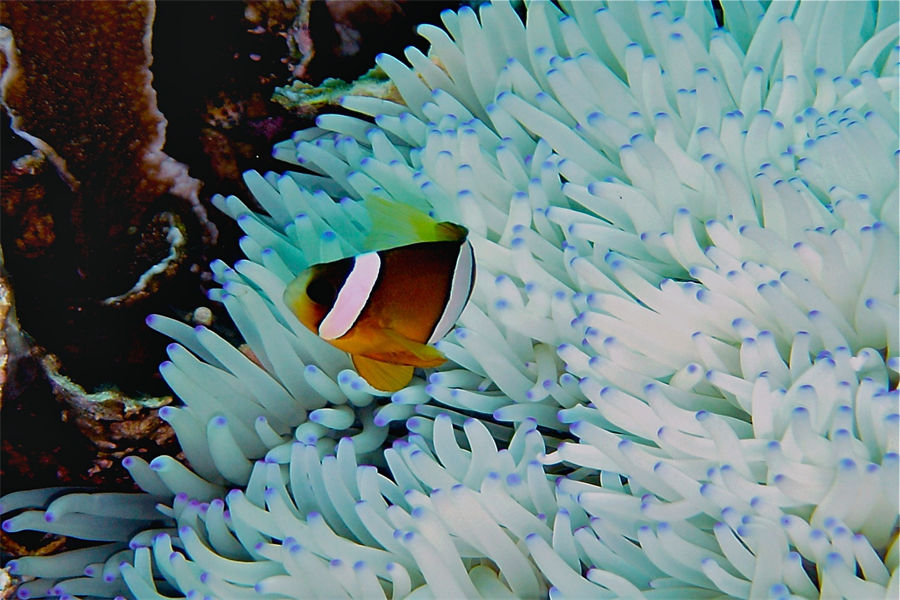 奥臻籁馥玛度 - 潜水和水上运动图片1 - Ozen LIFE Maadhoo Diving & Water Sports Photo 1