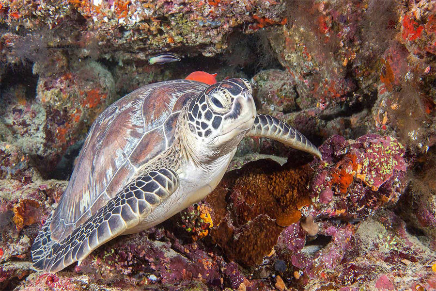 芙拉瓦丽 - 潜水图片4 - Hurawalhi Maldives Diving Photo 4